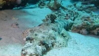 سمكة أم تمساح.. فيديو لـ"كائن غريب" بقاع البحر الأحمر
