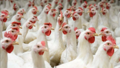 أبو دان: الزلزال أدى لنفوق 15% من الدجاج المخصص للتربية