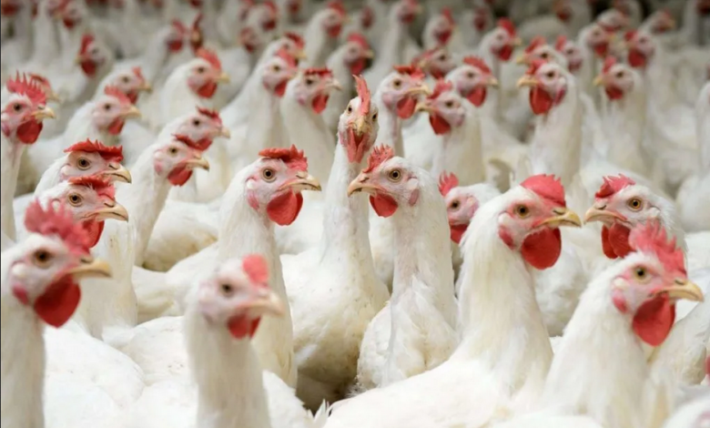أبو دان: الزلزال أدى لنفوق 15% من الدجاج المخصص للتربية