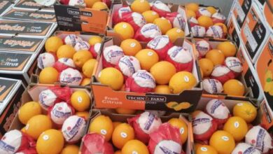 سورية.. تصدير 250 طن برتقال إلى شبه جزيرة القرم