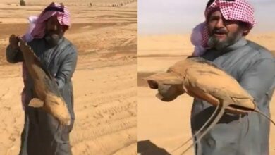 سعودي يوثق لحظة العثور على سمكة تتحرك وسط رمال الصحراء السعودية (فيديو)