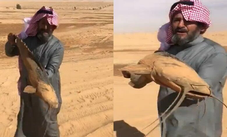 سعودي يوثق لحظة العثور على سمكة تتحرك وسط رمال الصحراء السعودية (فيديو)