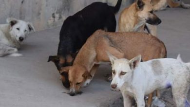 الكلاب الشاردة تعضّ 150 شخصاً منذ بداية العام في السويداء … اللقاح ومصل علاج داء الكلب غير متوفرين في مشفى السويداء الوطني