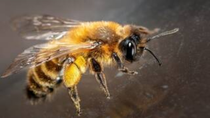 كيف يتذكر النحل مساراته؟