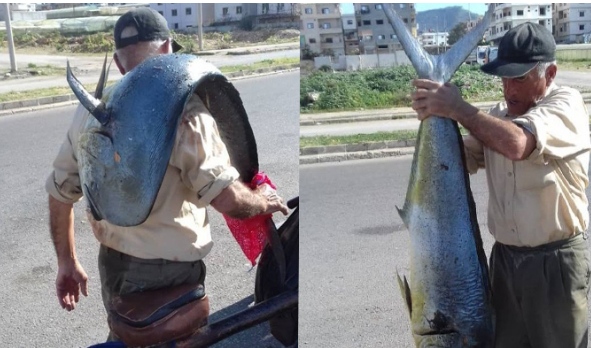 تعرف بأنها “شرسة”.. صياد في بانياس يصطاد سمكة “لمبوك” ضخمة