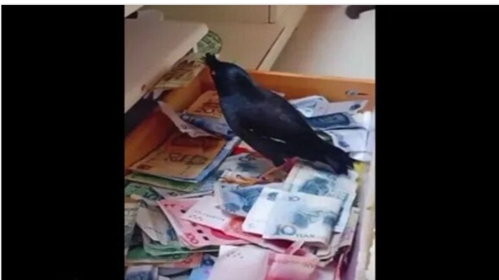 طائر يسرق الأموال ويحضرها إلى درج تكدس بالأموال في منزل مالكه ولا يعرف كيف امتلك هذه المهارة