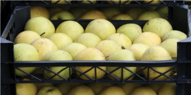 زيادة في حجم الصادرات…التفاح السوري يصل إلى أكثر من 15 دولة عربية