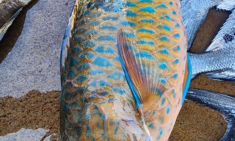 سمكة نادرة تقع في شباك صياد سوري (صور)