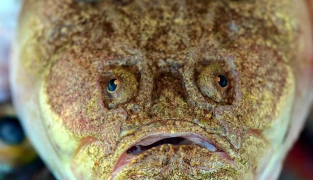 رصد سمكة "حلزون" غريبة تسبح في أعمق نقطة تم تسجيلها على الإطلاق... فيديو