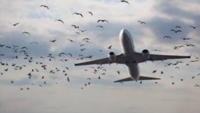 طيور تهاجم طائرة بوينغ روسية