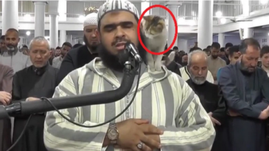 موقف طريف يجمع قطة وإمام مسجد أثناء الصلاة.. شاهد الفيديو
