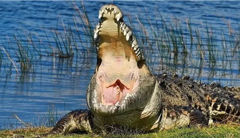 فلوريدا: رصد التمساح الوحش كروكزيلا.. بطول 14 قدما ووزن 2000 رطل