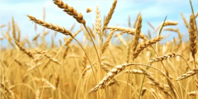 خبير اقتصادي : هدف من يقوم بوضع تسعيرة استلام القمح هو القضاء على هذه الزراعة وتحويل الفلاح لموظف يعمل في أرضه باجر زهيد