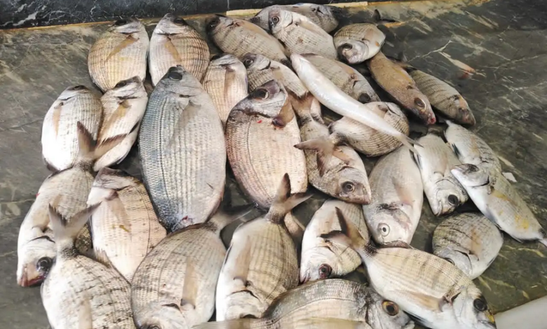 بعض الأنواع وصل لـ 90 ألف ليرة سورية … ارتفاع أسعار السمك