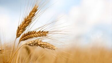 اتحاد غرف الزراعة: ضرورة تعديل سعر القمح تبعاً للتضخم وارتفاع التكاليف