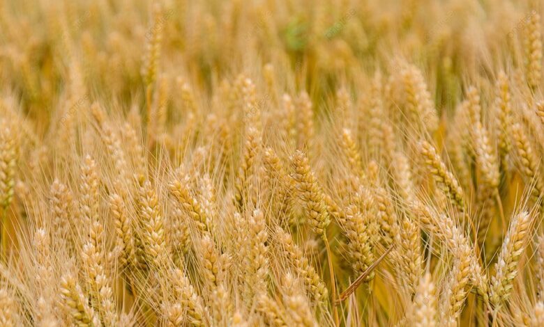 اتحاد الفلاحين: تسعيرة القمح ستخلق سوق موازية بأسعار أعلى