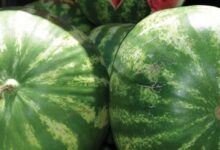 ما قصة البطيخ في اسواق دمشق