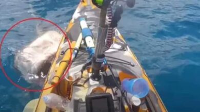 مشهد مخيف لسمكة قرش تهاجم صيادا على متن قاربه... فيديو