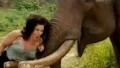 أنها استفزته بموزة… فيل يهاجم امرأة بجنون!