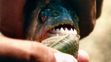 سمكة "بيرانا" تهاجم 8 سائحين في البرازيل وتتركهم "بأقدام دامية"... فيديو