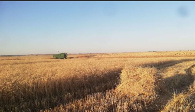 نحو مليون طن... الحسكة تنتج نصف أقماح موسم الحبوب السوري لهذا العام