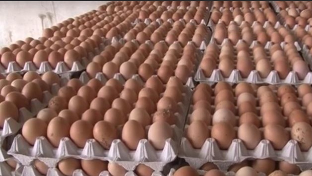 خبير اقتصادي يقترح على الحكومة توزيع 6 كغ بيض مجاناً لموظفي الدولة شهرياً