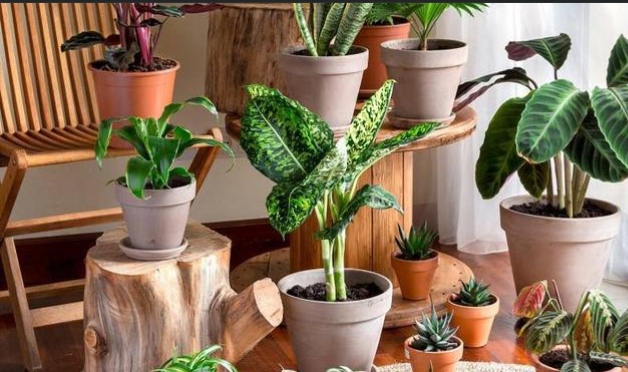 مكونات منزلية يمكن استخدامها لتنمو نباتاتك بشكل أسرع