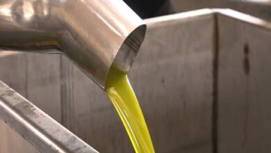 ارتفاع سعر بيدون زيت الزيتون 60 بالمئة عن العام الماضي
