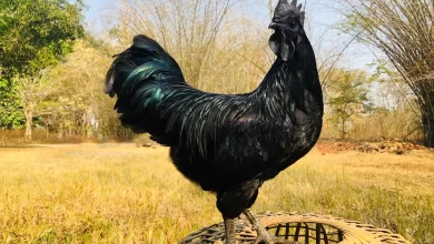 الدجاج الأسود الإندونيسي