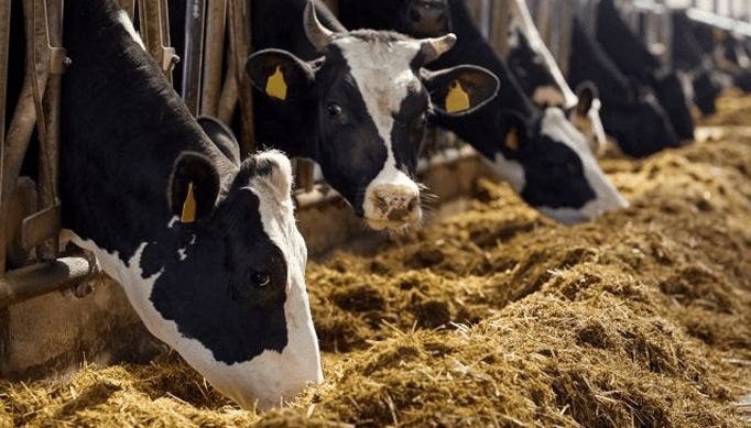 قانون بإعفاء استيراد الأبقار من الرسوم الجمركية مدة 5 سنوات